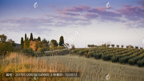 托斯卡納景觀。Val,D,Orcia；托斯卡納；意大利。