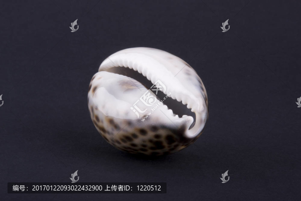 海貝殼