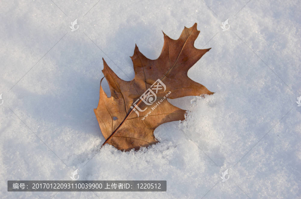 橡樹葉