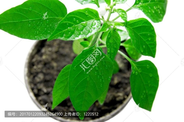 植物