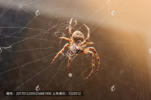 蜘蛛