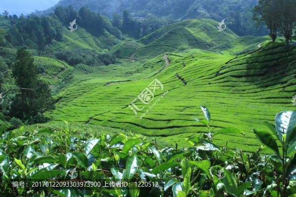 茶
