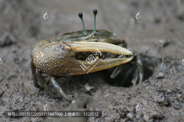 招潮蟹