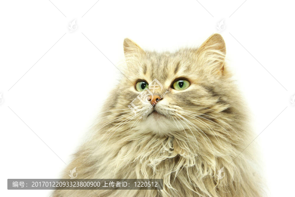 貓