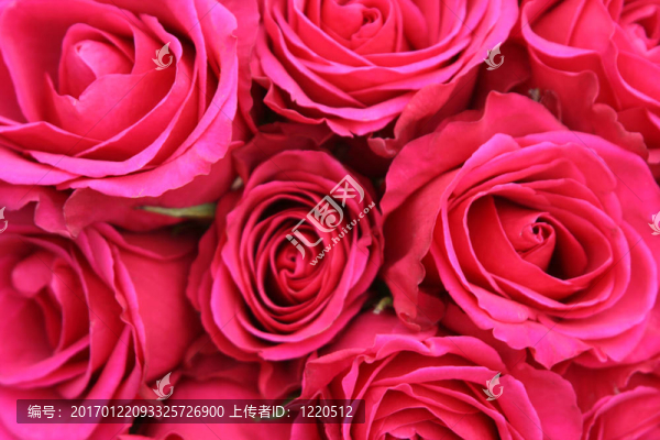 玫瑰花束