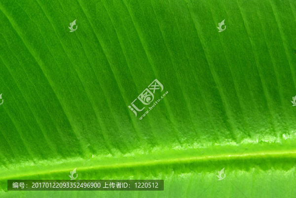 葉