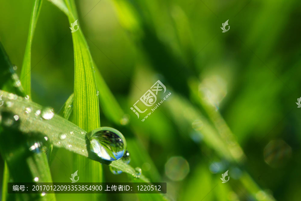 露水落在草地上