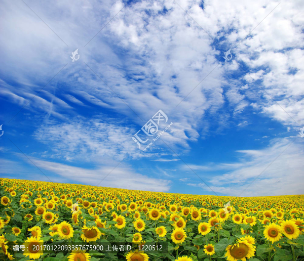 向日葵花田
