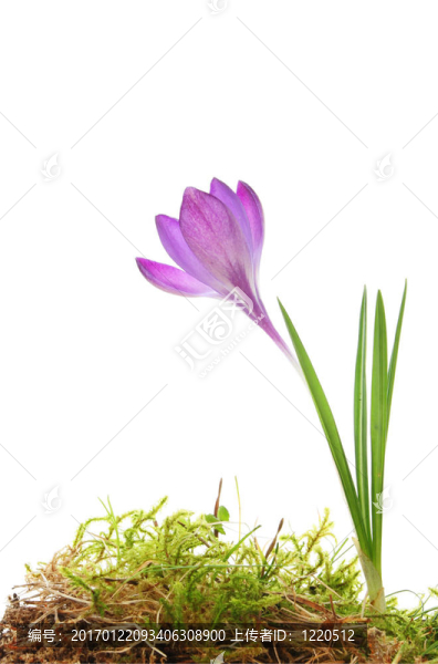 紫番紅花