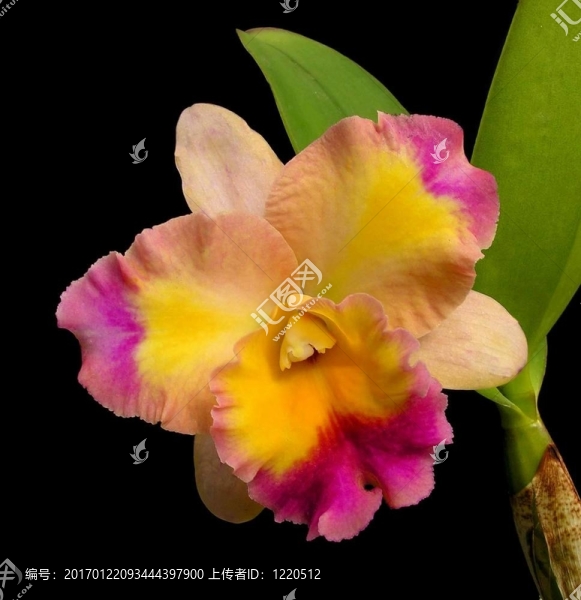 卡特蘭蘭花-,brassolaeliocattleya,momilani彩虹