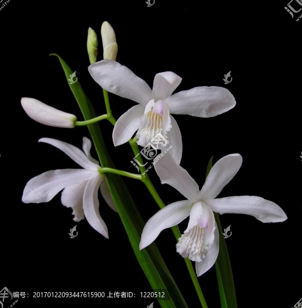 中國(guó)地面蘭花-,Bletilla,striata,Alba