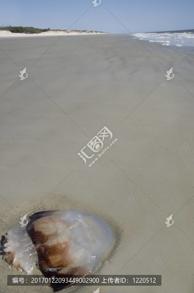 水母