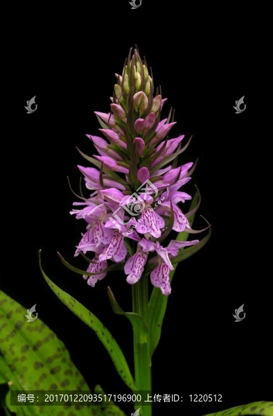 豹沼澤蘭花Dactylorhiza,majalis