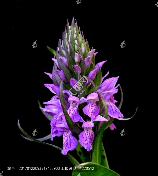 豹沼澤蘭花Dactylorhiza,majalis