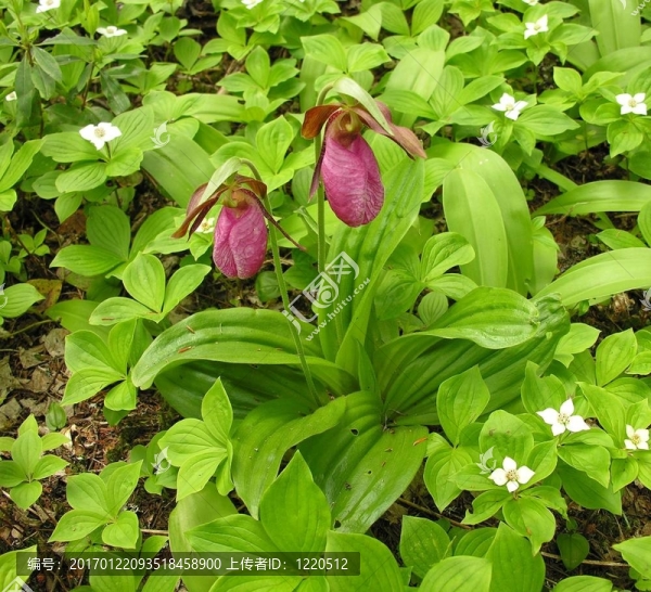 紅粉佳人s-slipper蘭花-,Cypripedium,acaule