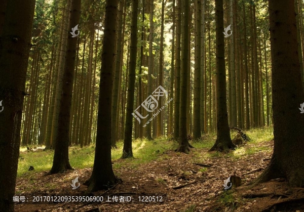 森林