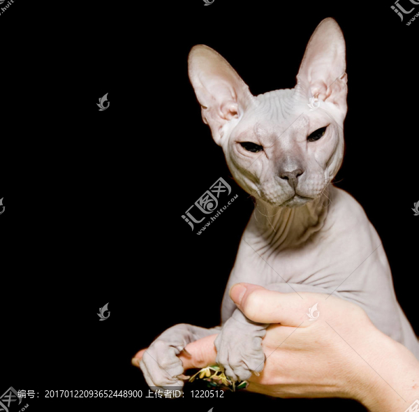 獅身人面像的無毛貓
