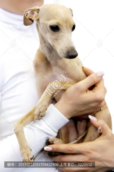 女人與狗