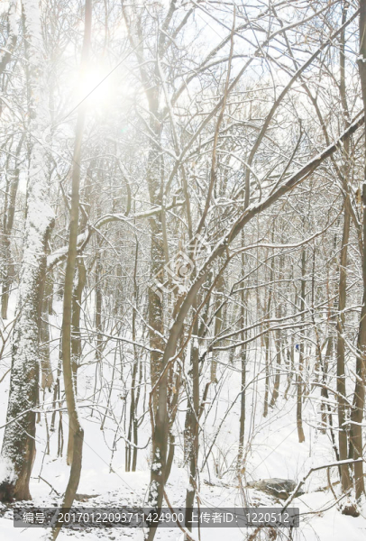 冬天的雪園