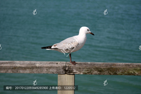 海鷗-朗伊托托島；新西蘭