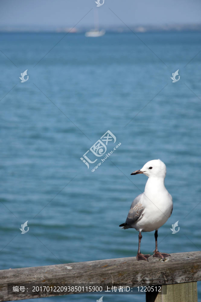 海鷗-朗伊托托島；新西蘭