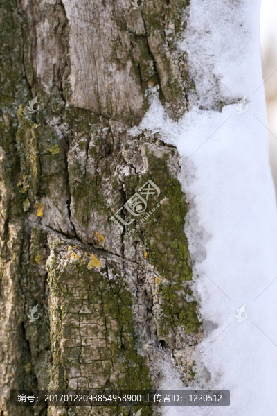 雪在樹干上