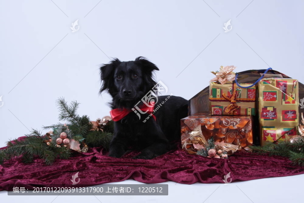 chrismastdog