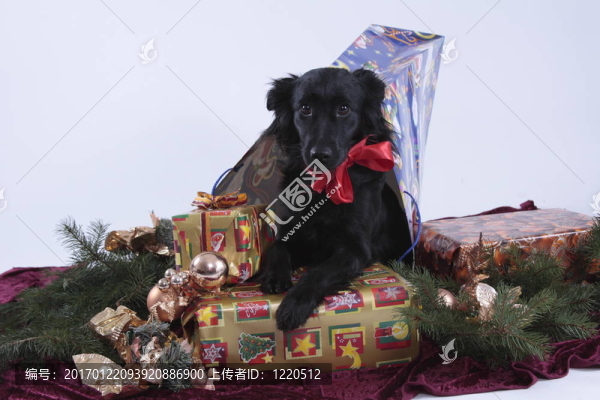 christmasdog