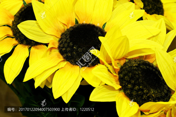 向日葵的細節(jié)
