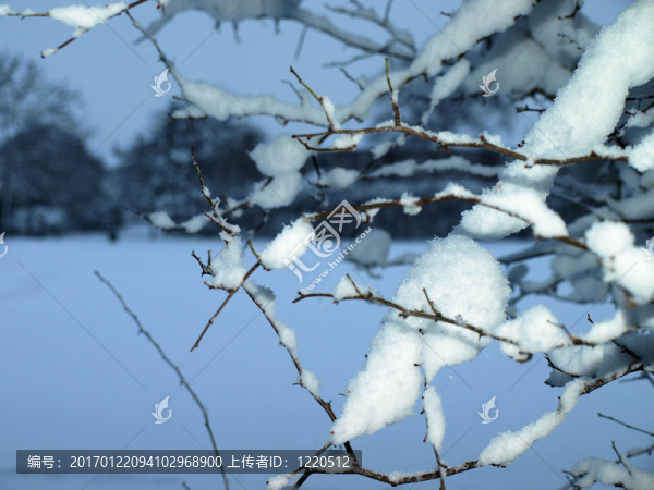 樹枝上的雪