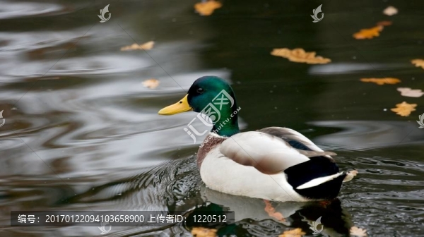 鴨