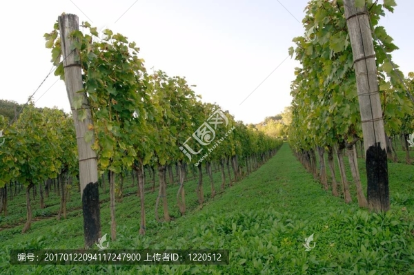 grapeyard