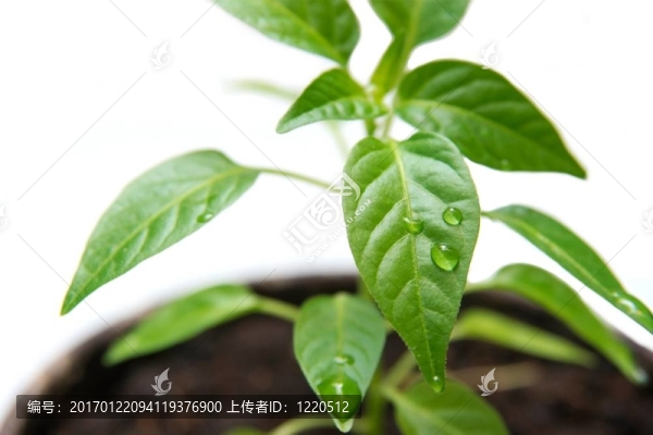 植物