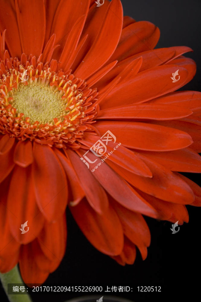 紅太陽