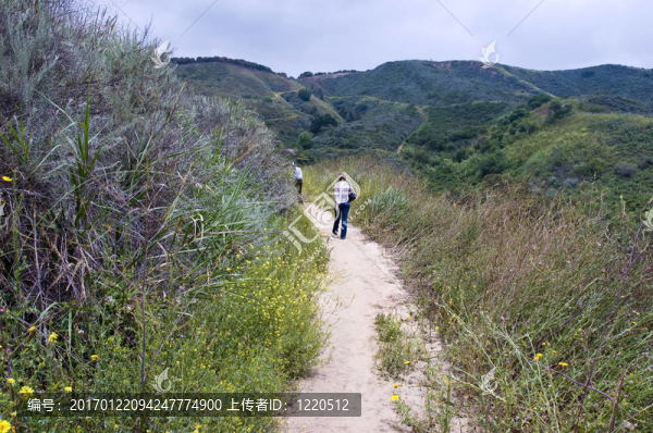 野花的路徑
