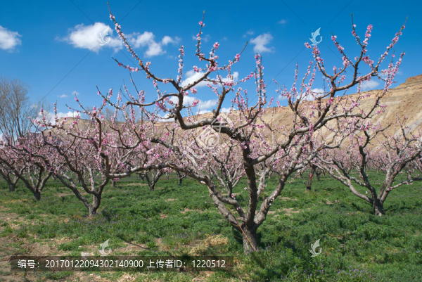 盛開的桃花園
