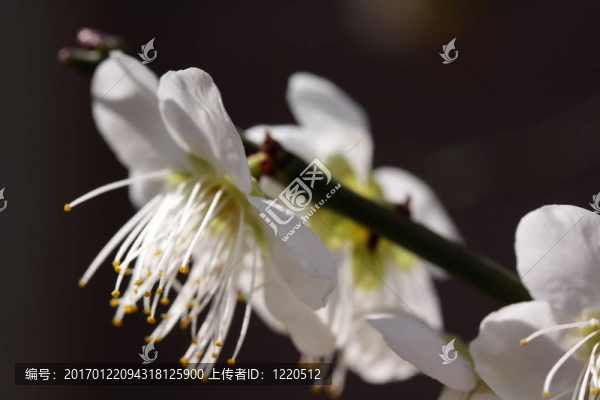櫻桃