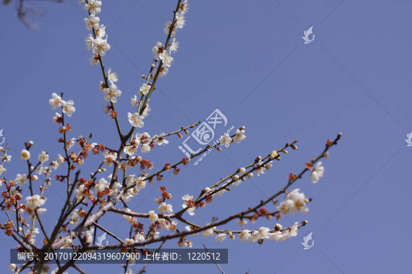 櫻桃