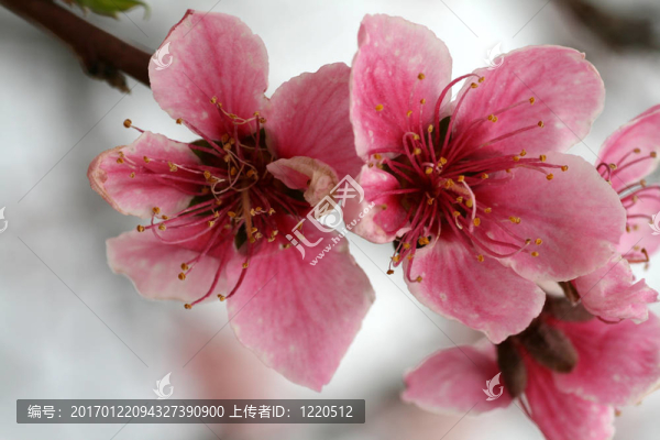 樹上的粉紅花