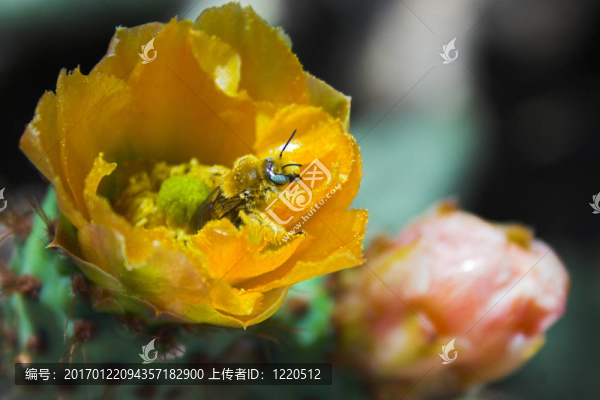 仙人掌