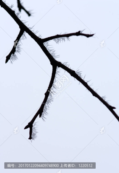 樹枝上的冰晶