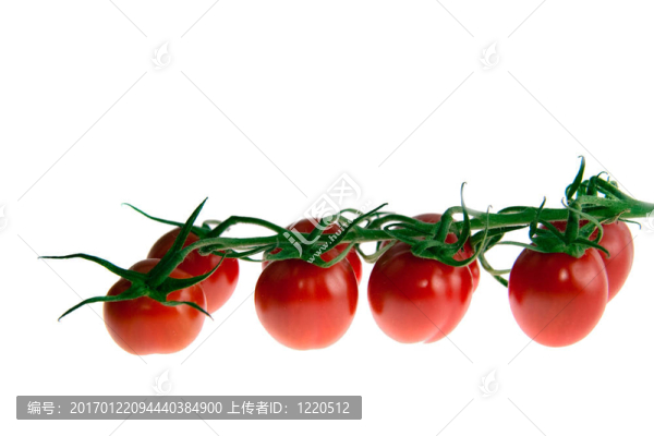 成熟的西紅柿