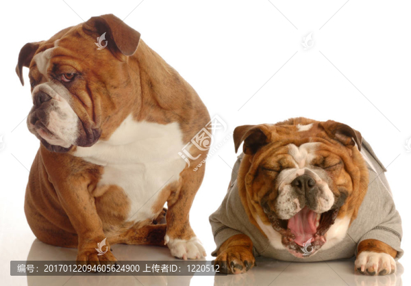 斗牛犬欺