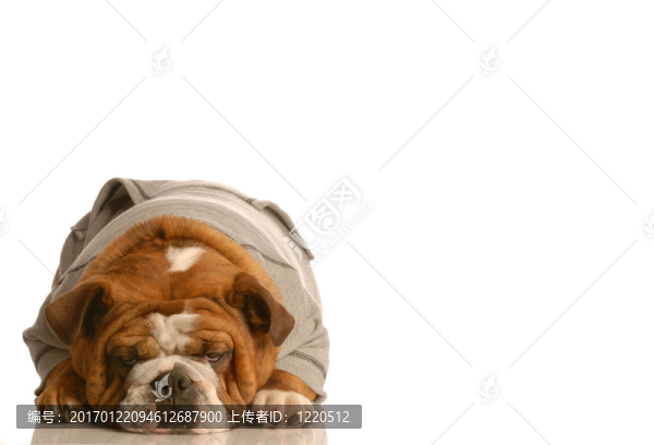 無聊的狗