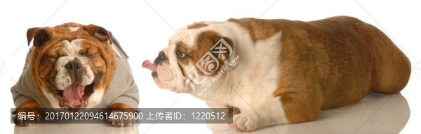 有趣的狗打架
