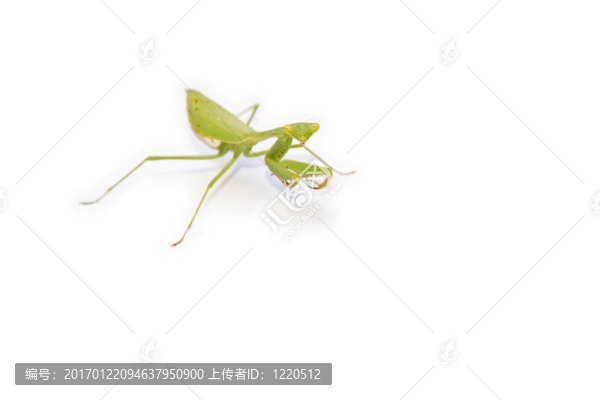 Bright,Green,Manits在白