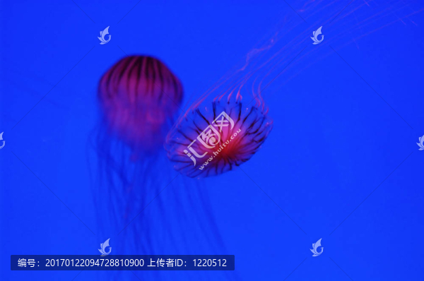 水母