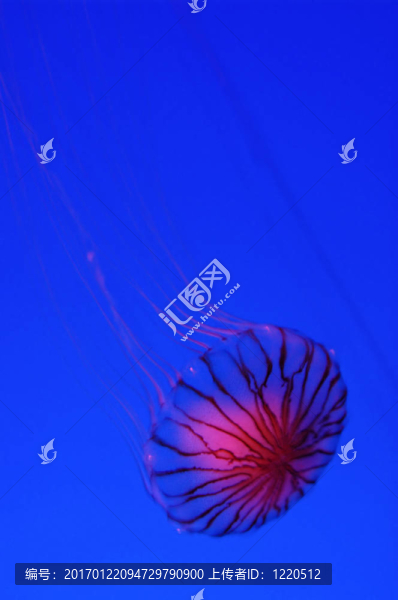 水母