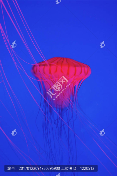 紅色水母