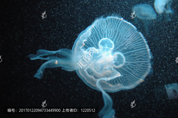 藍色的水母